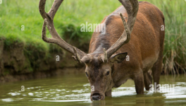 Jour numéro 5 : Cerf
