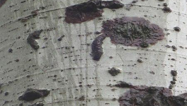 Autobiographie #3| Le Bouleau