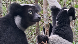 Parmi les lémuriens