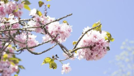 La Maison et ses voisins