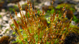 Syndrome de la page blanche