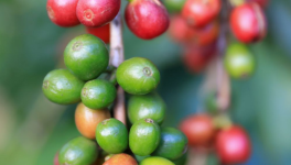 Le Podcast sur le monde de la vanille et des épices