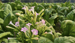 Une peur de plus en ce monde!