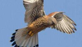 "Les faucons" revanchards ont failli dépecer MORANDINI...