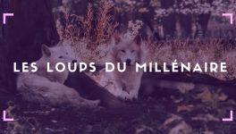J'ai lu "Les loups du Millénaire" Tome 2 de Sapir A. Englard