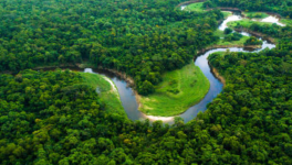 Plant for the Planet: Billion Trees Project