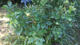 Le jardin du 16 Juillet