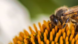 Des abeilles pour détecter des explosifs