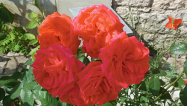 La renaissance: Un progrès quiz