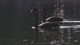 le Virus et le Cygne Noir : Black Swan en 2020