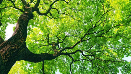 J comme... Jaborandi