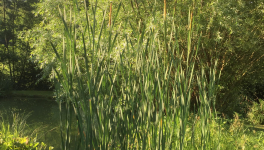 Le jardin du 5 Octobre - la poule d'eau