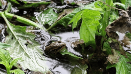 Dans l'eau qui miroite