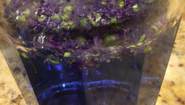 Le jardin du 12 Septembre 