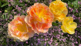 Le jardin de la création