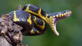 Aphorisme n° 19 : Le coup et le poison