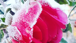 Trois voeux et un désir