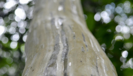 Arbres, Racines et vieilles Branches