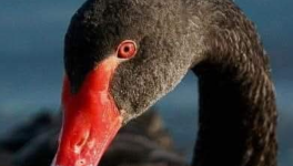 LA SUTURE DE L'ABSOLU