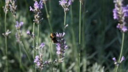 Ma face inconnue pour toi