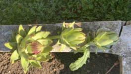 Le jardin du 31 Octobre