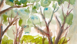 Le peigne en écaille de tortue