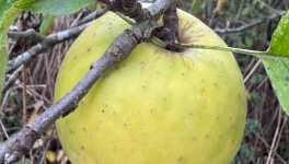 Jour n°1 #Apple #Pomme