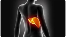 L' ARTICHAUT pour nettoyer le foie