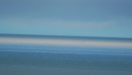 Les fleurs bleues dans le sable mouillé, hommage à Christophe