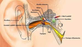 EUSTACHE (Trompe d') 
