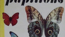 Les plus beaux papillons