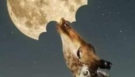 La langue des oiseaux comme fondement de la symbolique alchimique