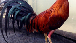 Eric COQUEREL, la révélation !