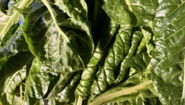 Le jardin vert du 22 Octobre