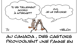 Castors fans d'internet