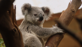 Les koalas sont des pervers polygames