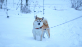 Le bateau de Thésée de Toshiya Higashimoto