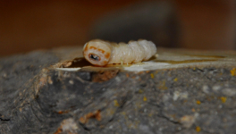 La larve du Capricorne