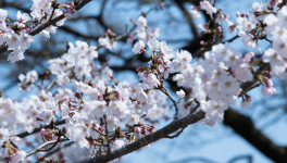 Le rêve et la dame en noir.