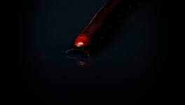 Le philosophe aux mille pattes