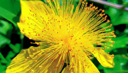 Chapitre 1 : La légende du clan des prédateurs