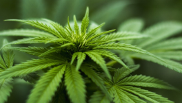 Nahel, négociant en herbe ; son destin l'a supplanté !