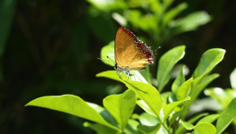 Veilleurs de passage