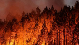 Renaître de ses cendres