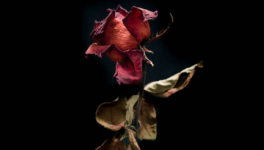 Lettre à ceux qui parlent trop fort