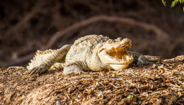 La chasse photographique