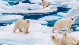 19 - Arctique : (challenge #LinkTober2025)