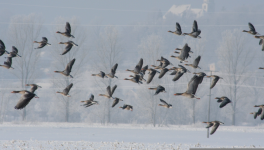 L’HOMME ET LA POÉSIE - Variante cosmologique