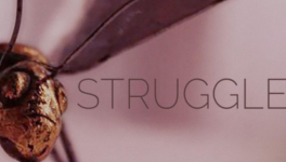 Struggle - A. Sammarini