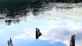 Le Live écosystémique